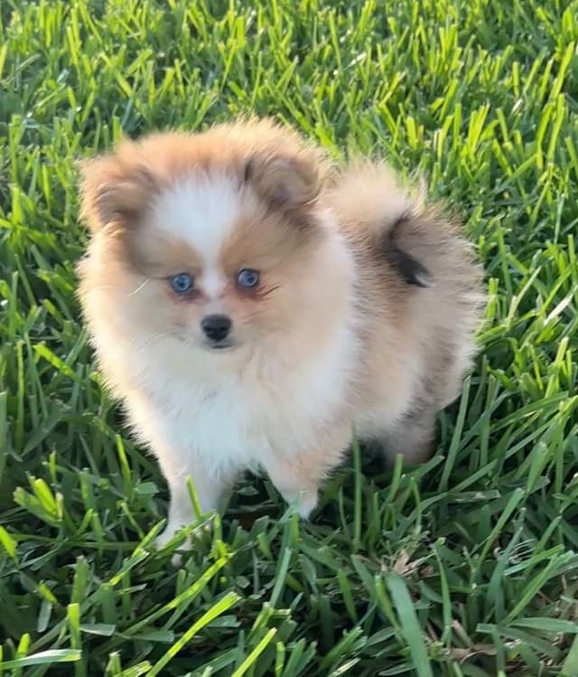 *** Stunning Pomeranian Puppies *** media 3