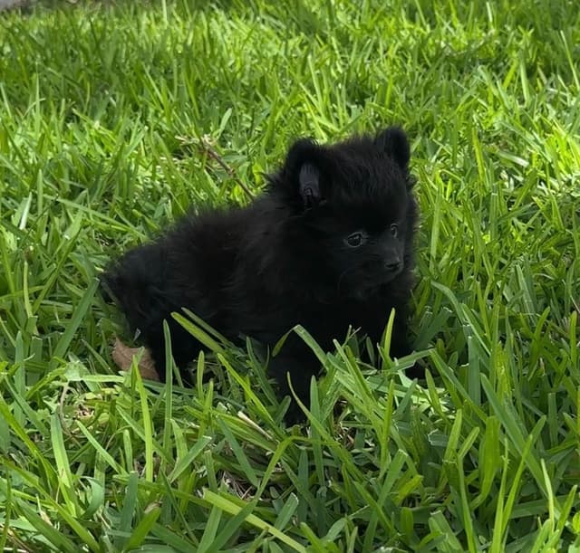 *** Stunning Pomeranian Puppies *** media 4