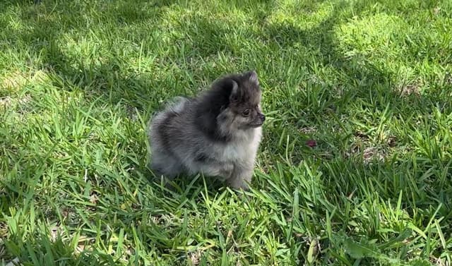Gorgeous Pomeranian Puppies!!! media 2