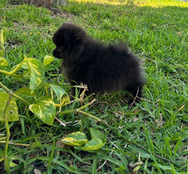 Gorgeous Pomeranian Puppies!!! media 3