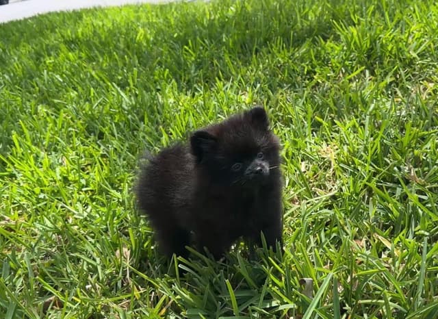 Gorgeous Pomeranian Puppies!!! media 4