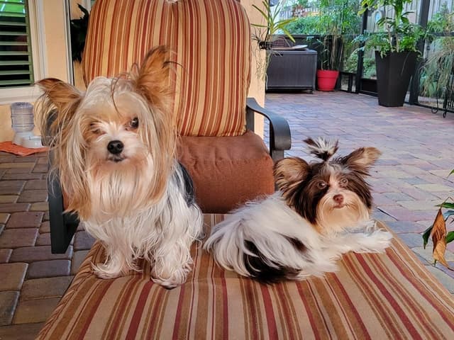 Yorkshire Terrier Female Puppy - Parti Colored media 4