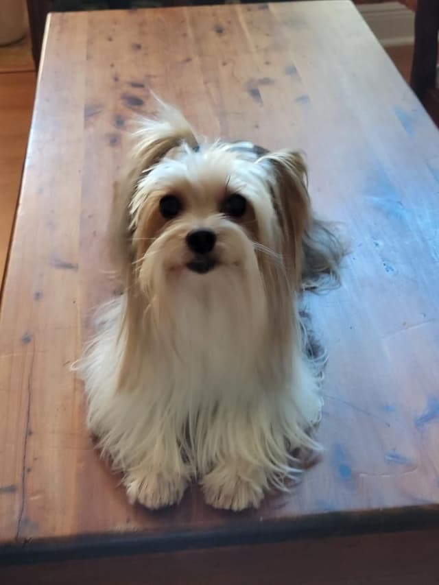 Yorkshire Terrier Female Puppy - Parti Colored media 6