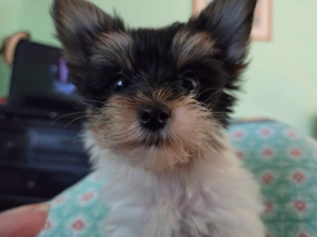 Yorkshire Terrier Female Puppy - Parti Colored media 8