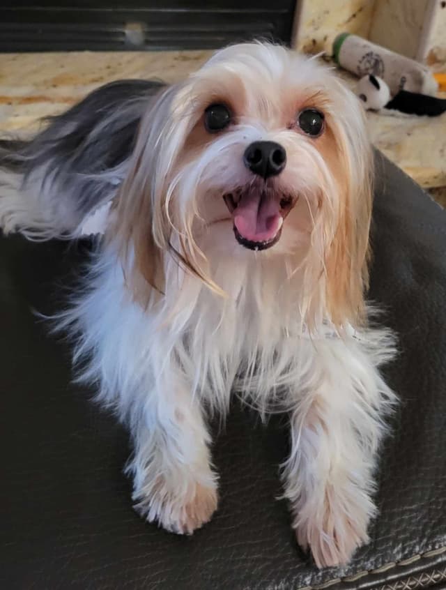Yorkshire Terrier Female Puppy - Parti Colored media 10