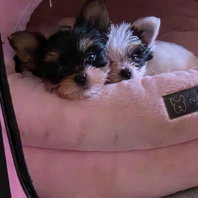 Yorkshire Terrier Female Puppy - Parti Colored media 11