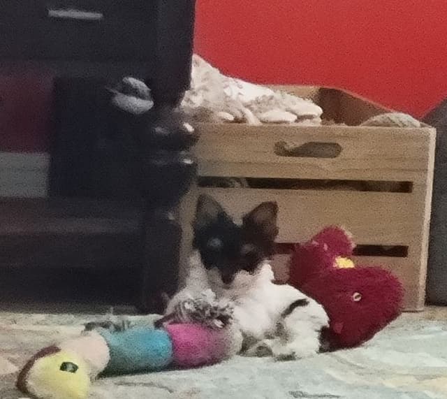 Yorkshire Terrier Female Puppy - Parti Colored media 12