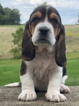 Bassets of Loudonville