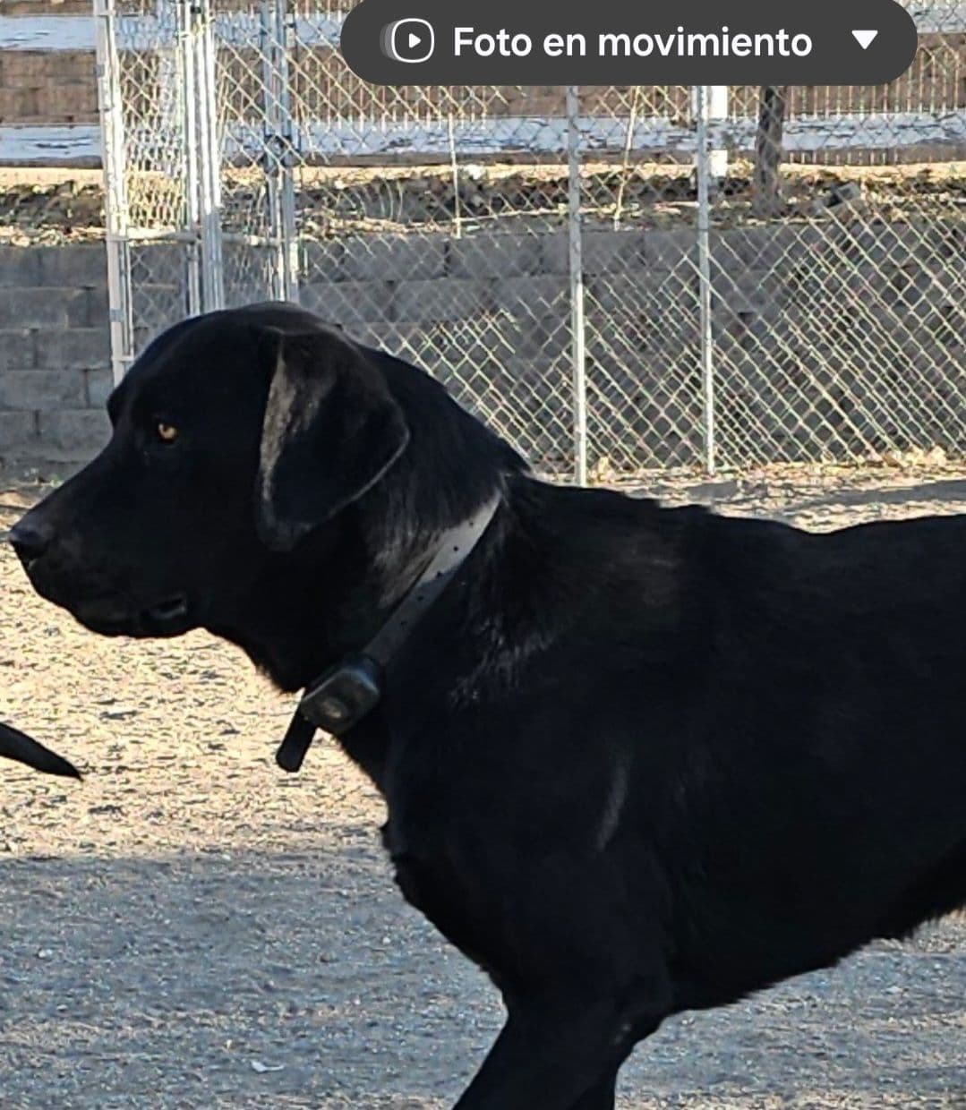 Labrador Retriever Puppies breeder image 3