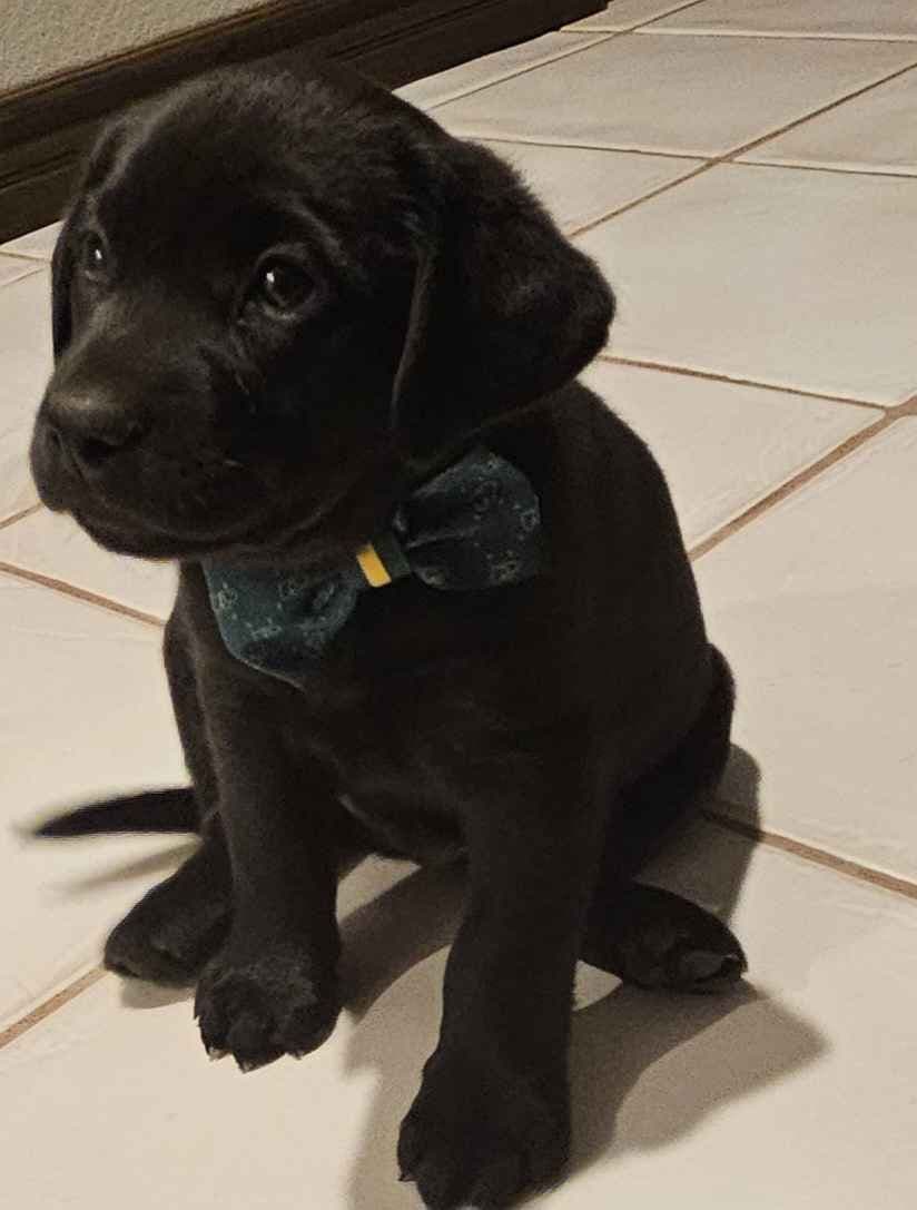 Labrador Retriever Puppies breeder image 4
