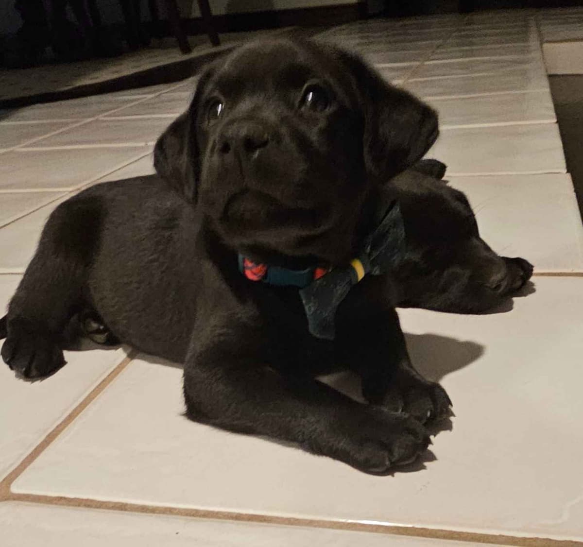 Labrador Retriever Puppies breeder image 5
