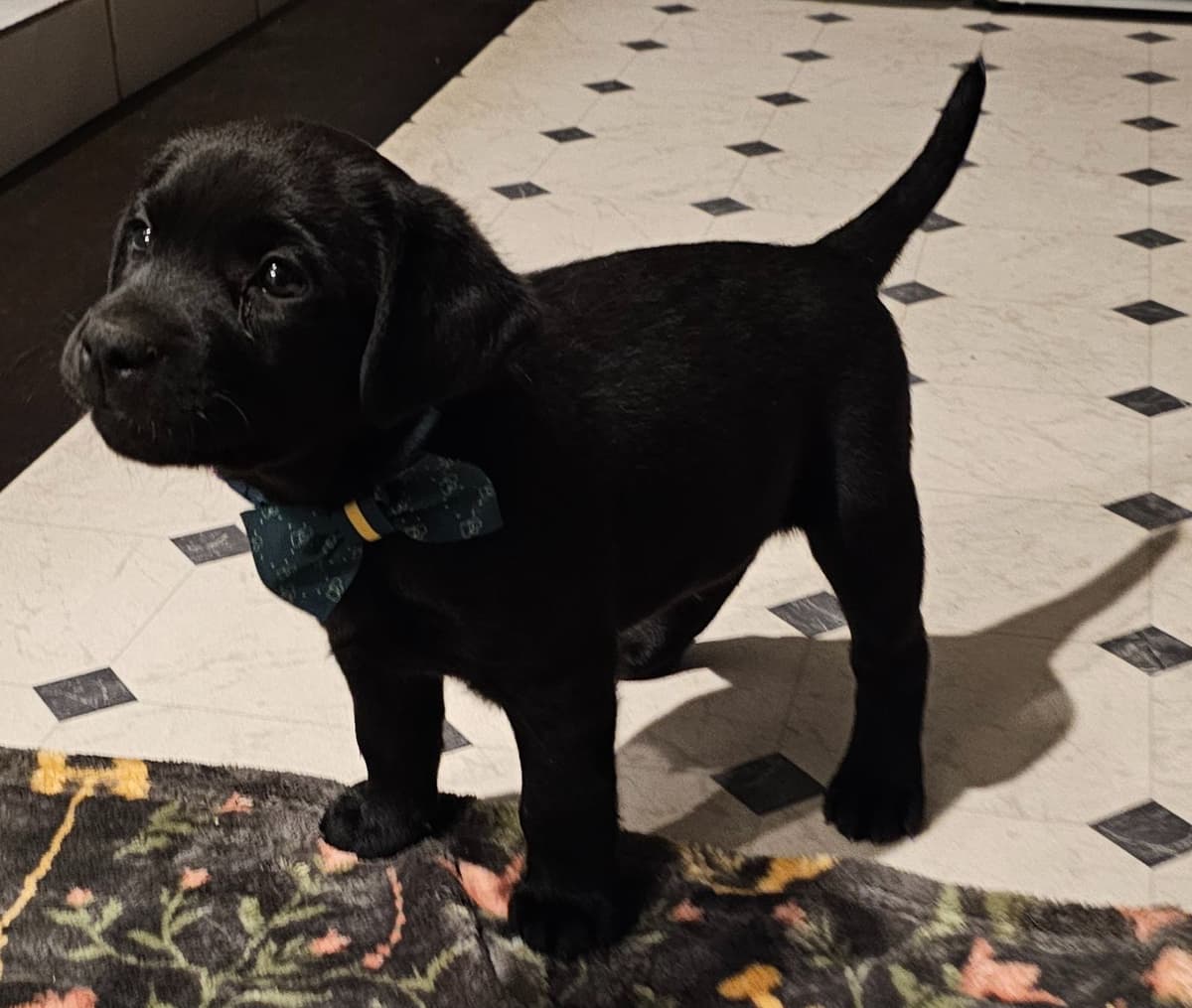 Labrador Retriever Puppies breeder image 7
