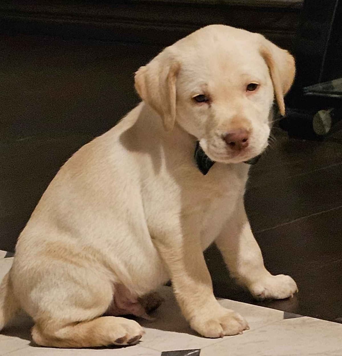 Labrador Retriever Puppies breeder image 10