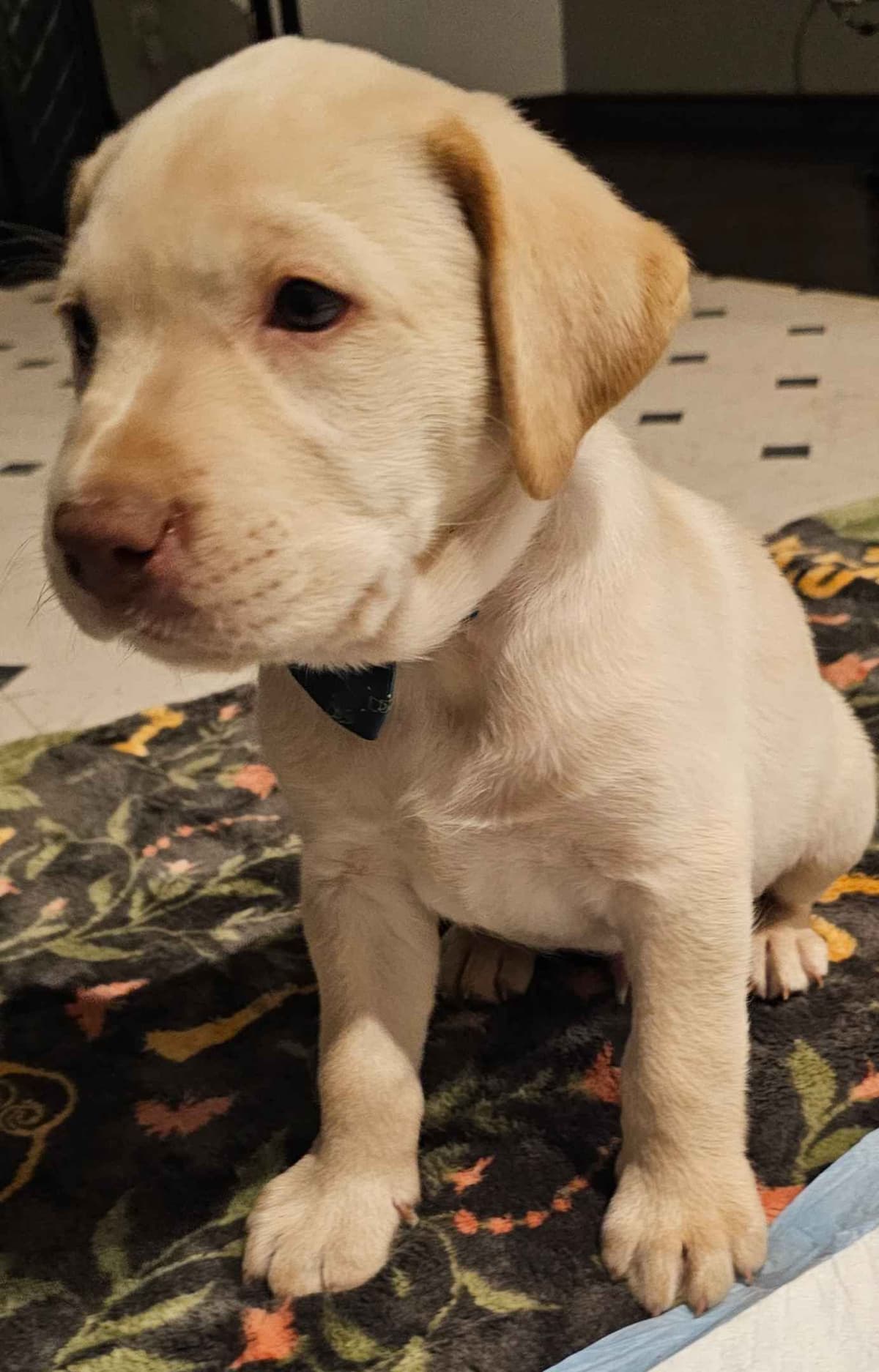 Labrador Retriever Puppies breeder image 12