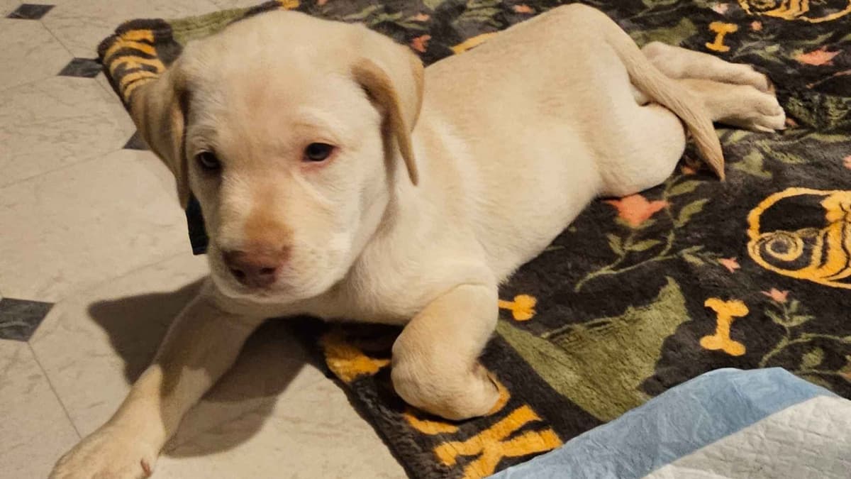 Labrador Retriever Puppies breeder image 14