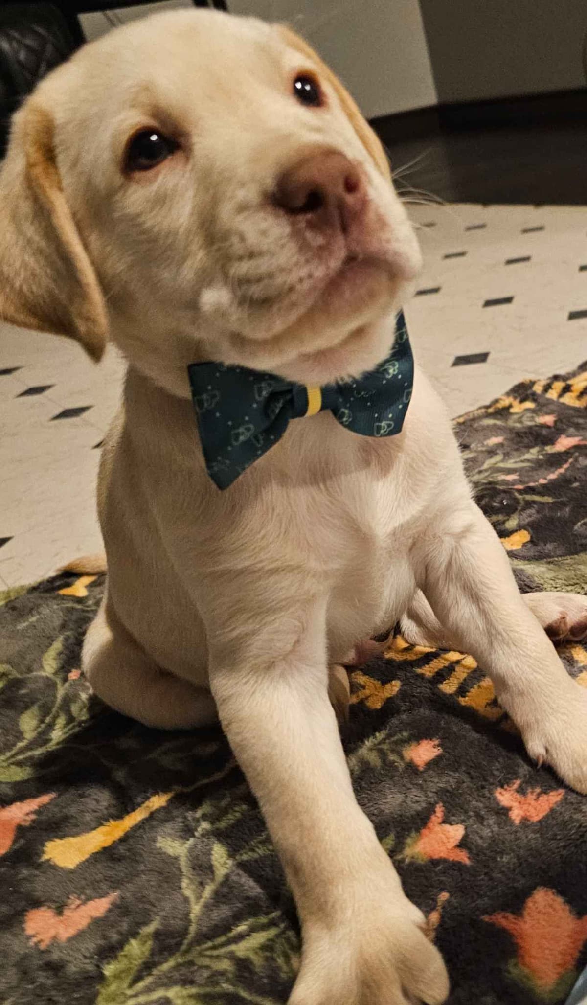 Labrador Retriever Puppies breeder image 11