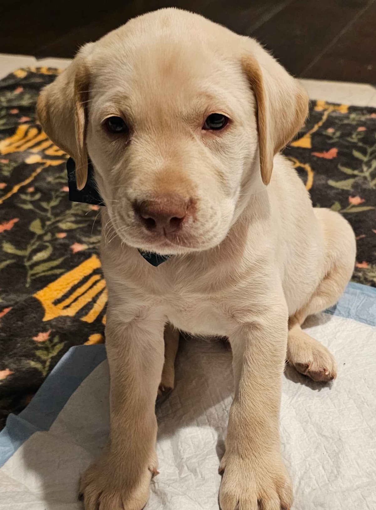 Labrador Retriever Puppies breeder image 13