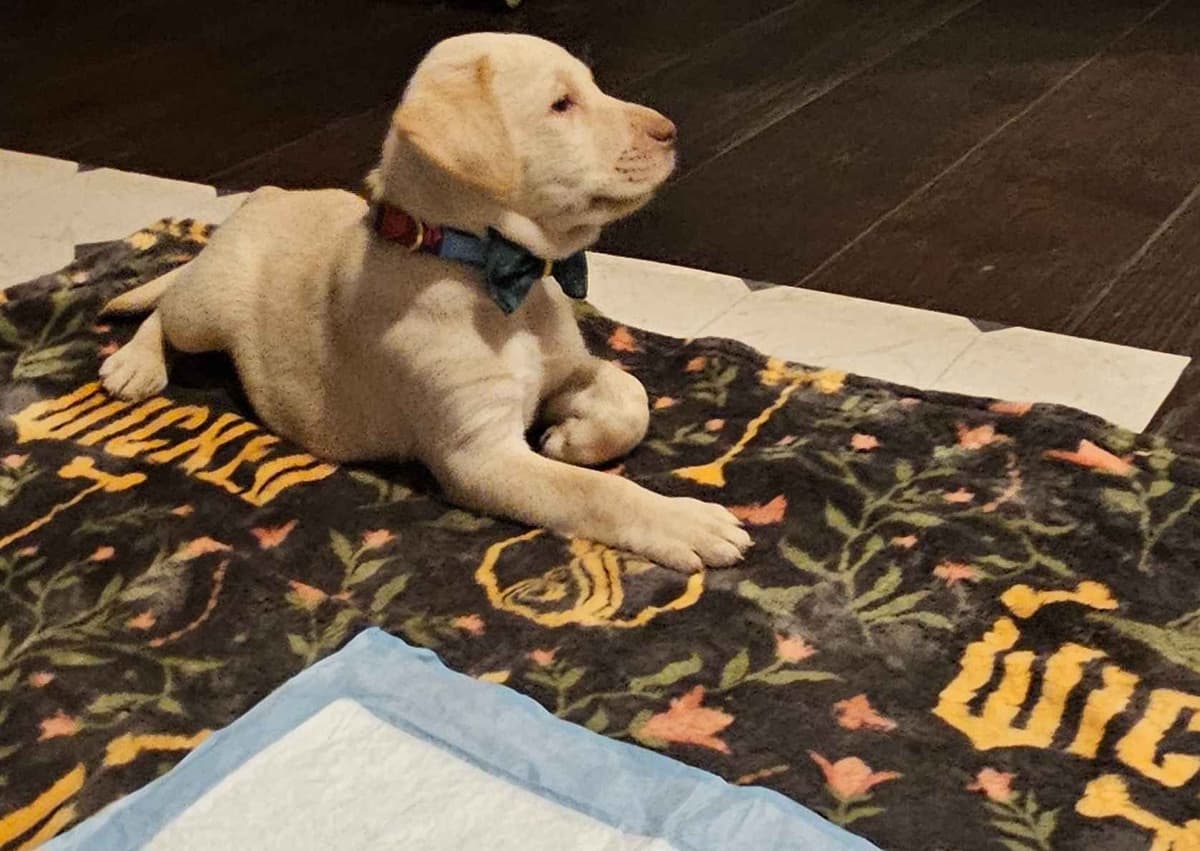 Labrador Retriever Puppies breeder image 15