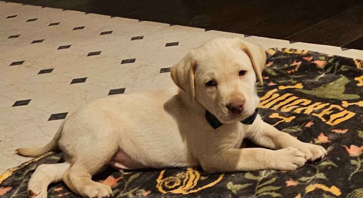 Labrador Retriever Puppies breeder image 16
