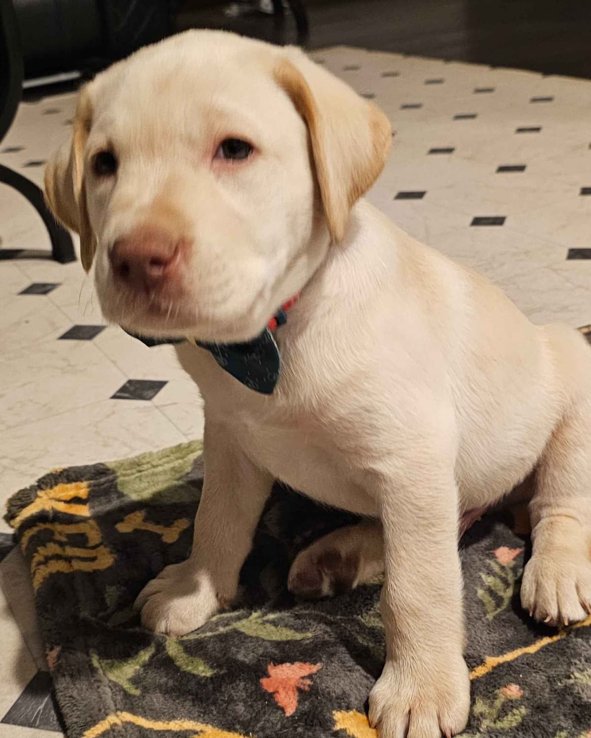 Labrador Retriever Puppies breeder image 18