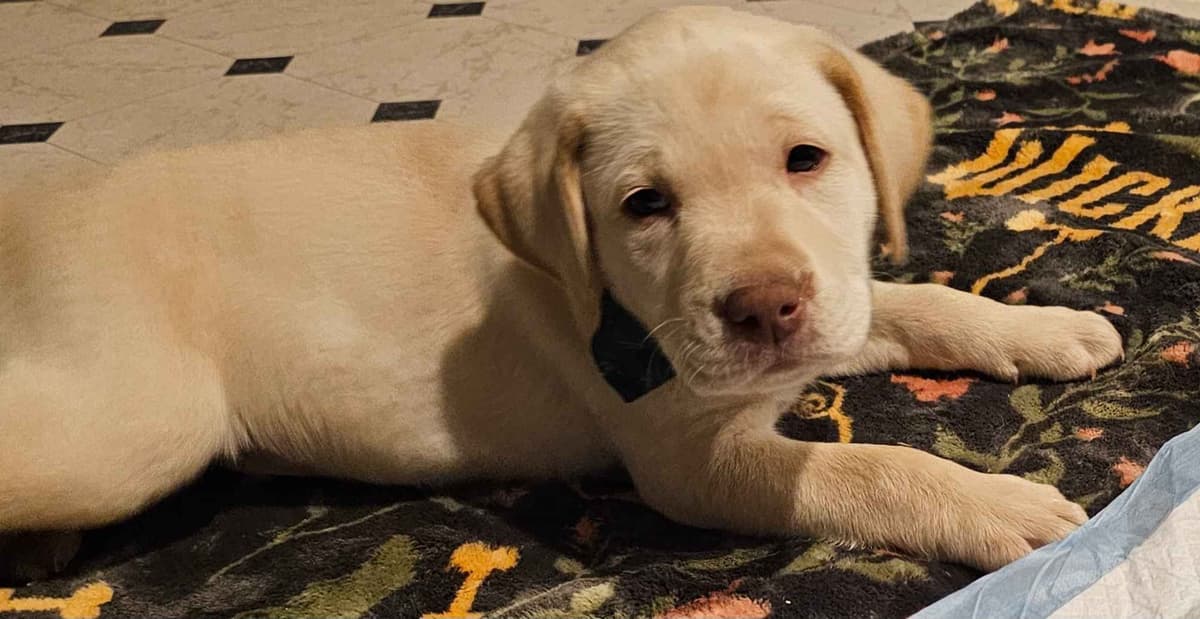 Labrador Retriever Puppies breeder image 17