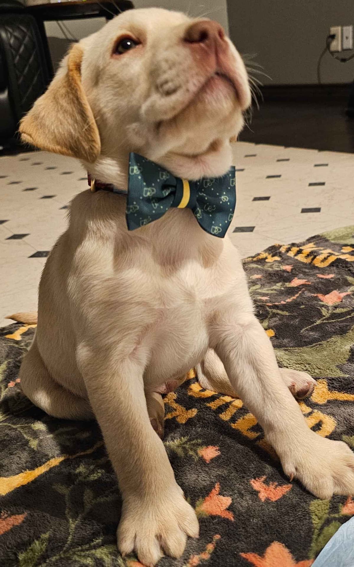 Labrador Retriever Puppies breeder image 19