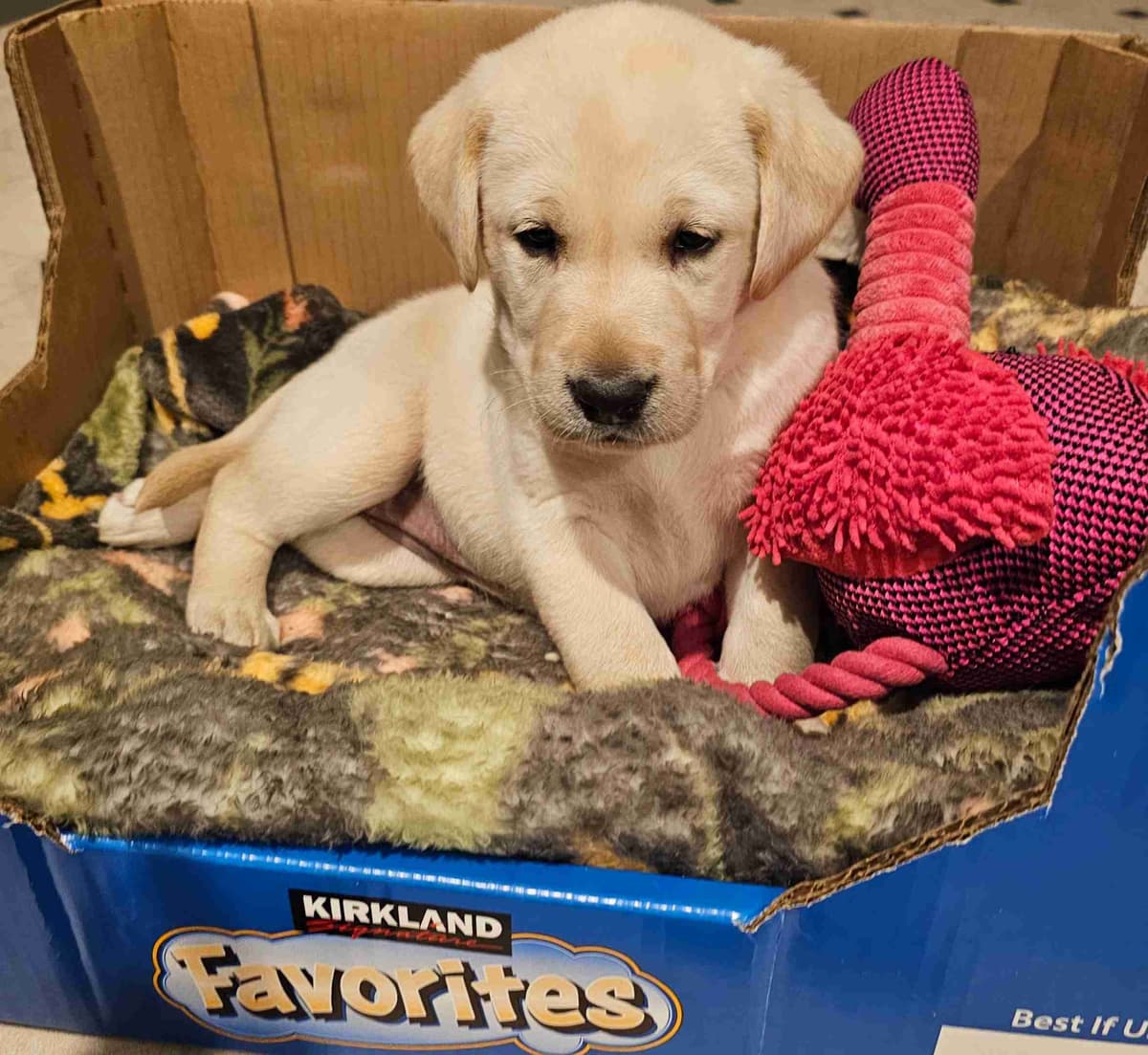 Labrador Retriever Puppies breeder image 20