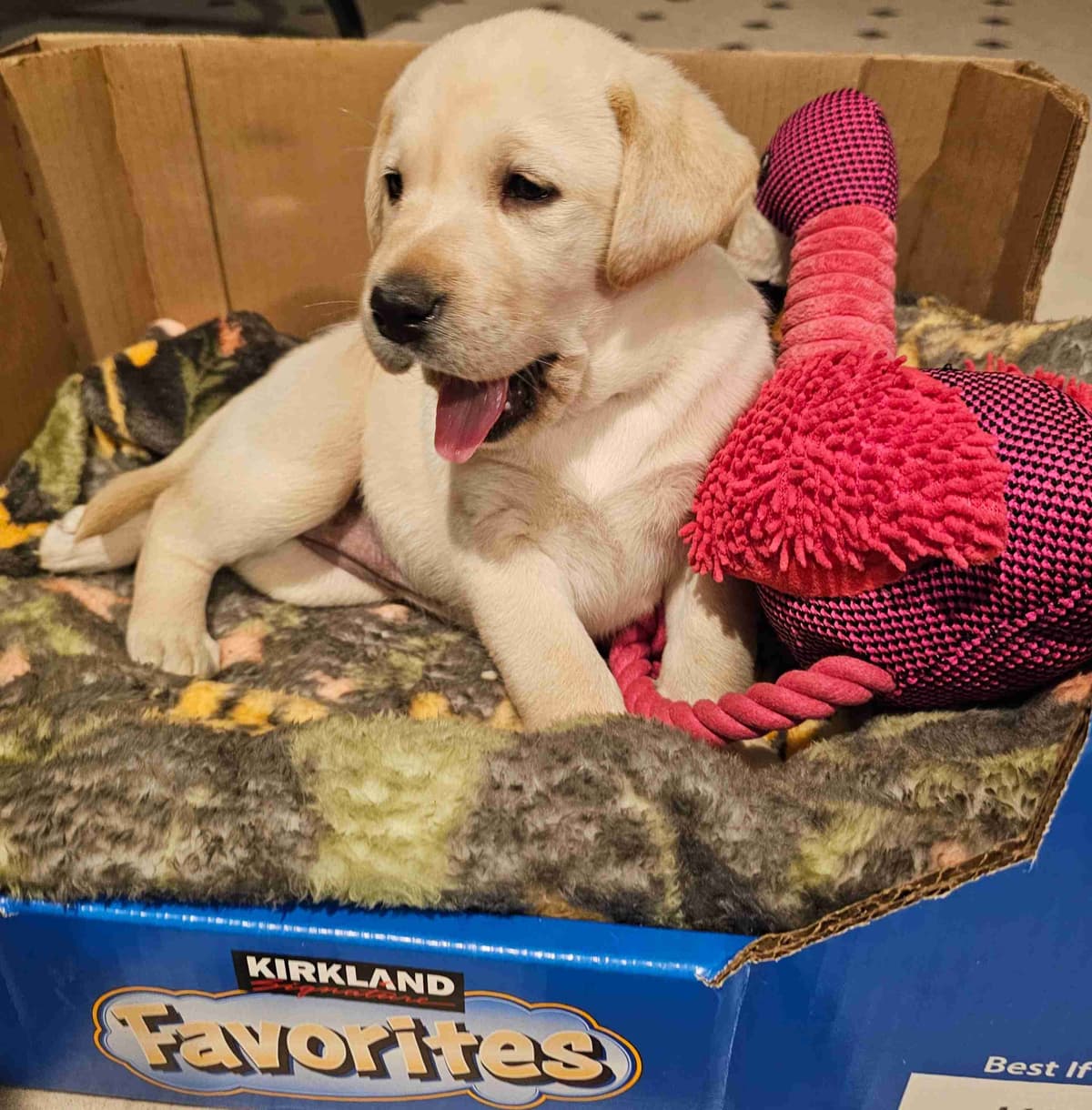 Labrador Retriever Puppies breeder image 21