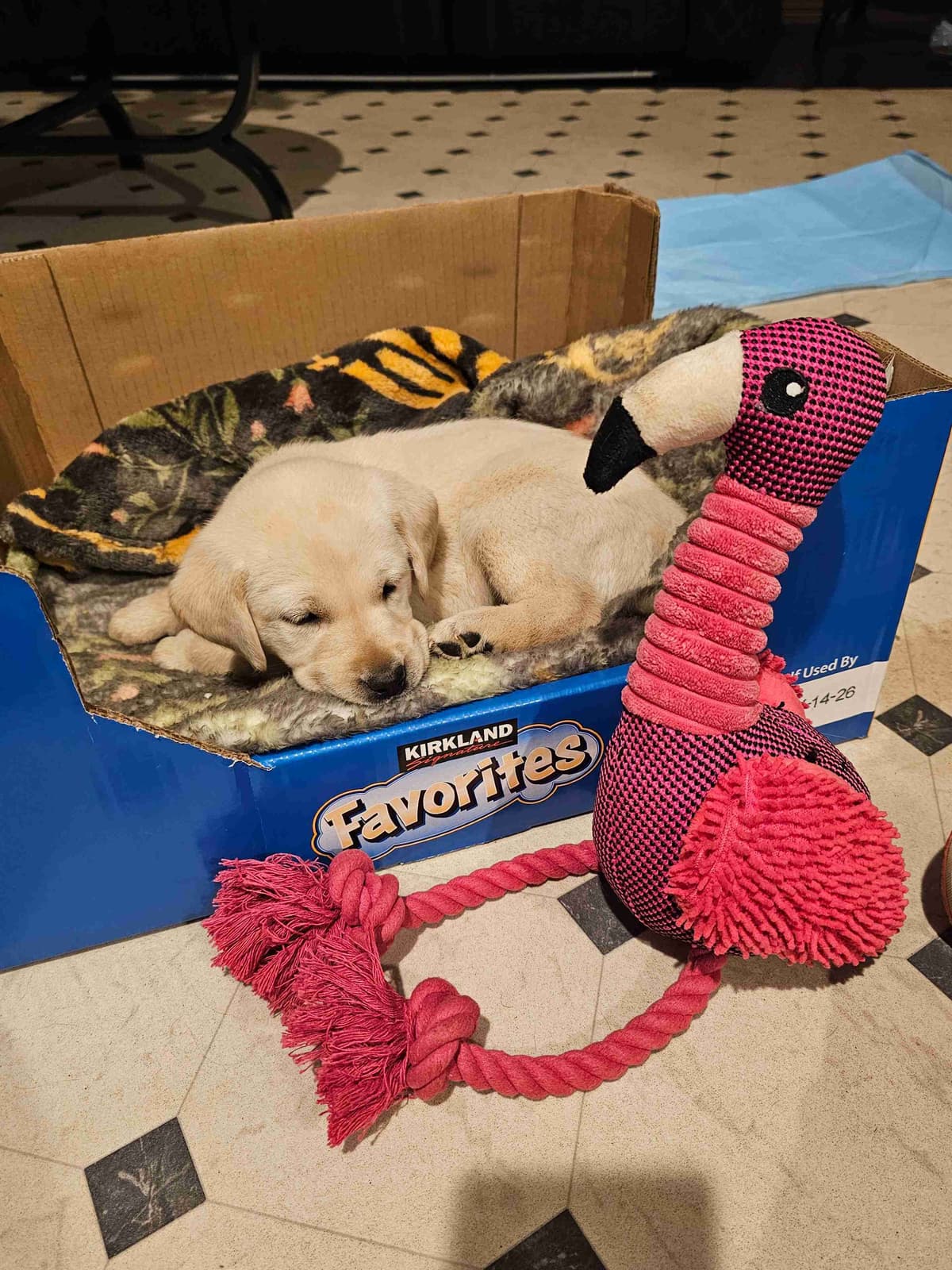 Labrador Retriever Puppies breeder image 22