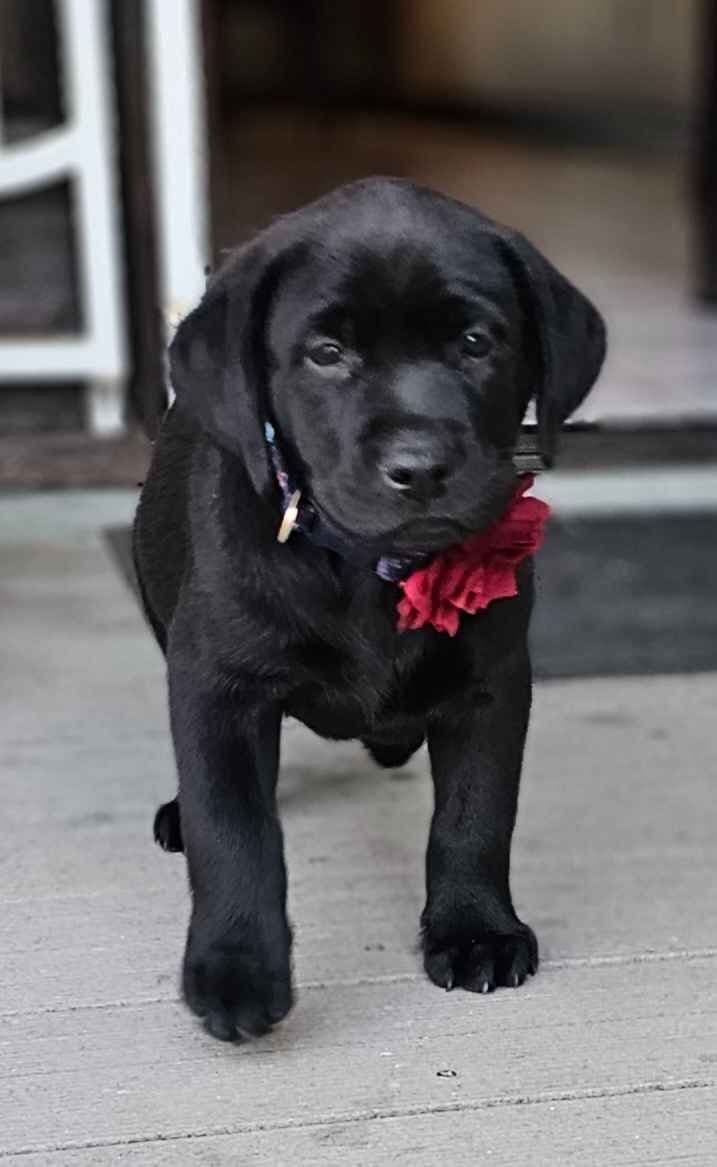 Labrador Retriever Puppies breeder image 23