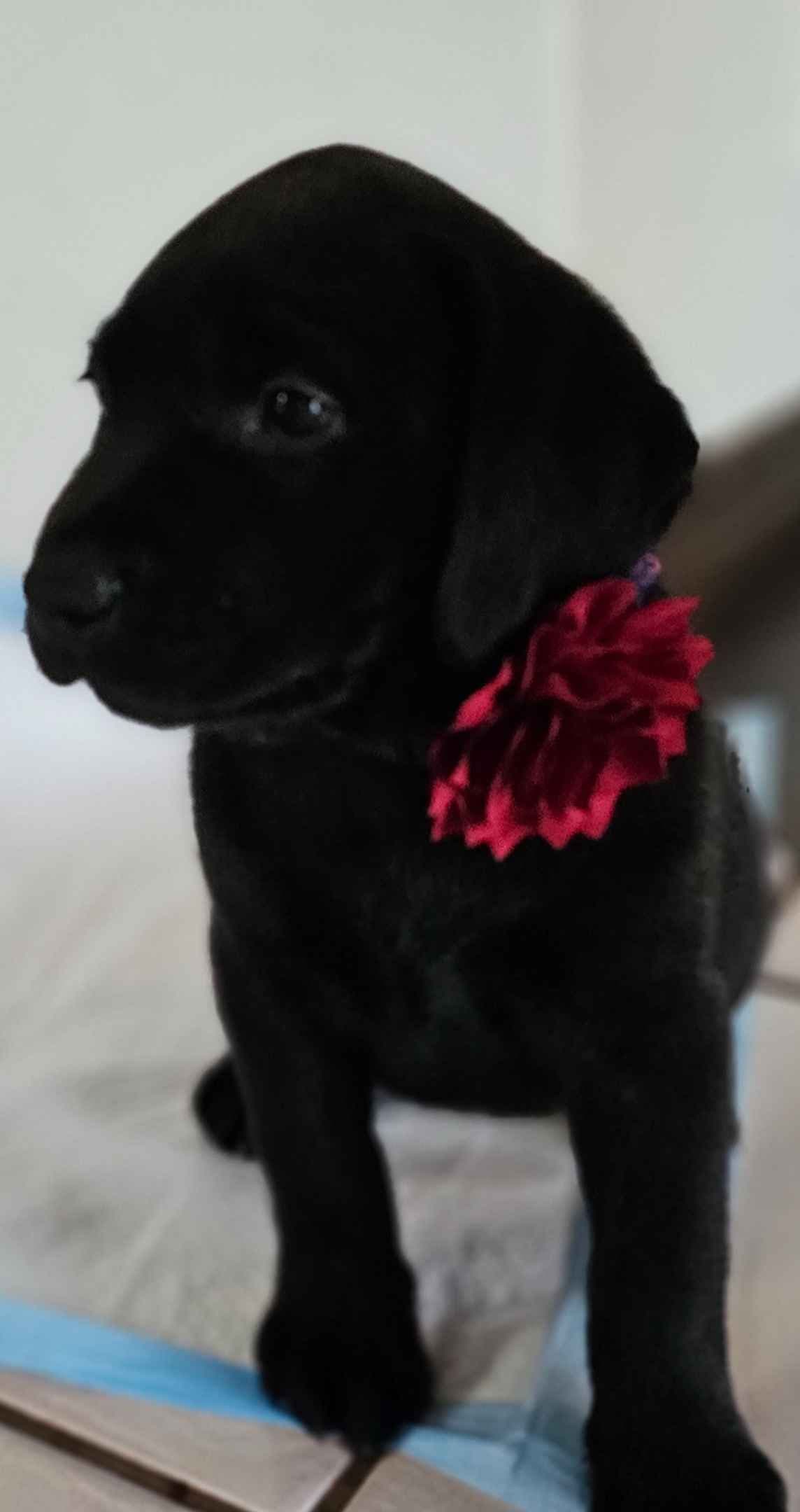 Labrador Retriever Puppies breeder image 24