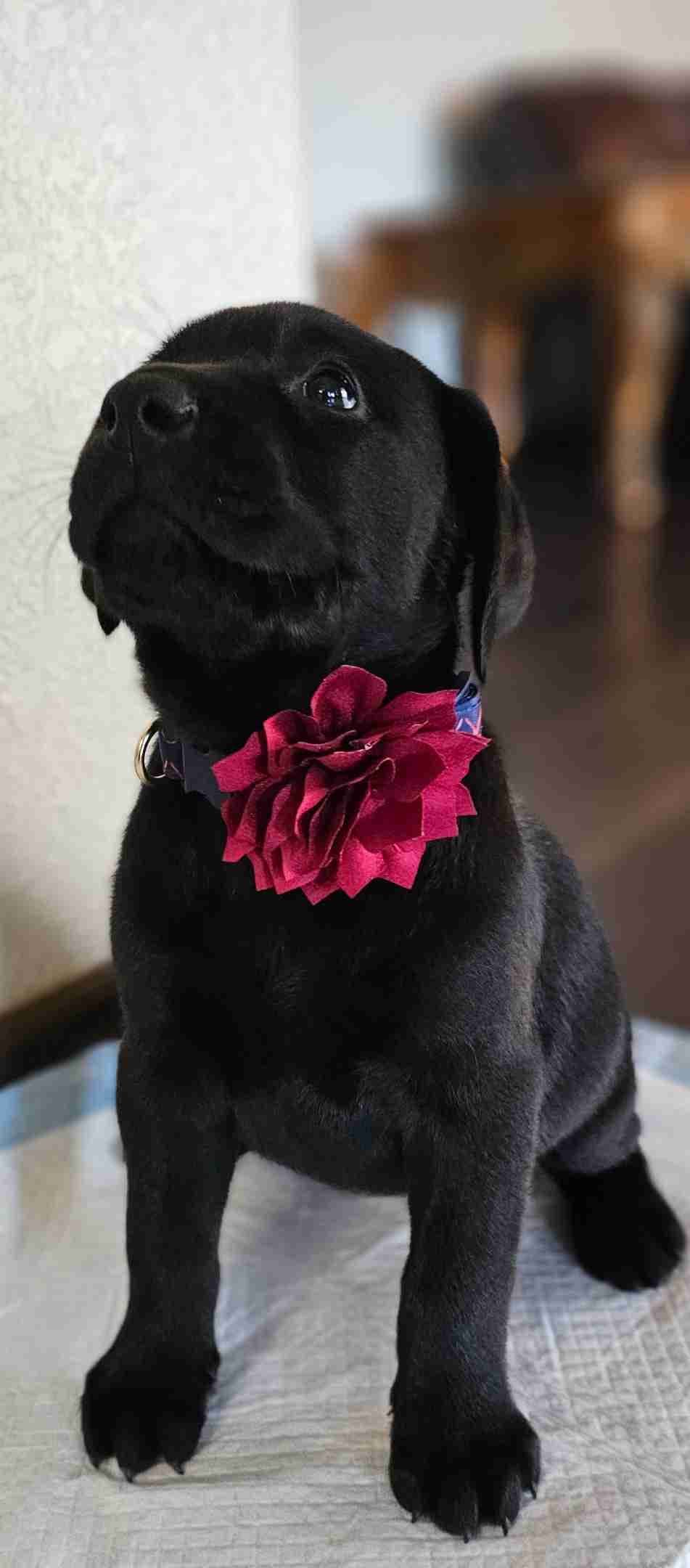 Labrador Retriever Puppies breeder image 25