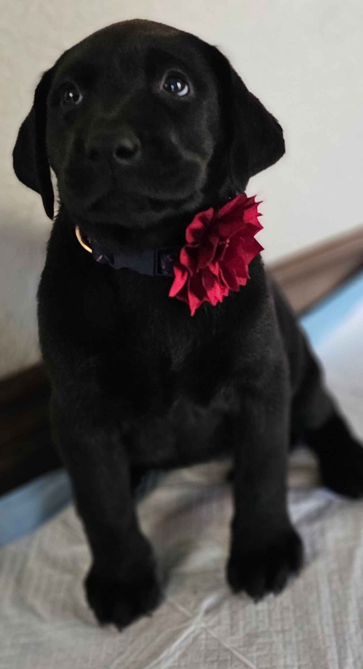 Labrador Retriever Puppies breeder image 26