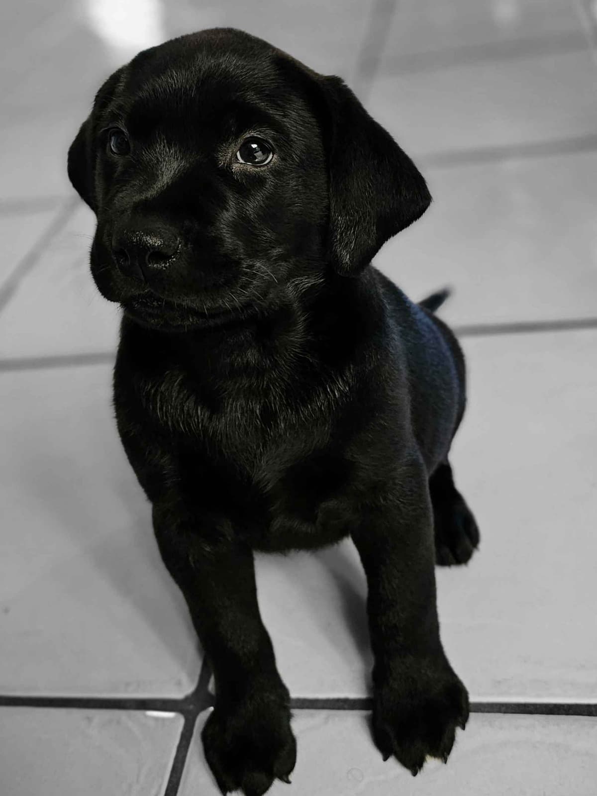 Labrador Retriever Puppies breeder image 29