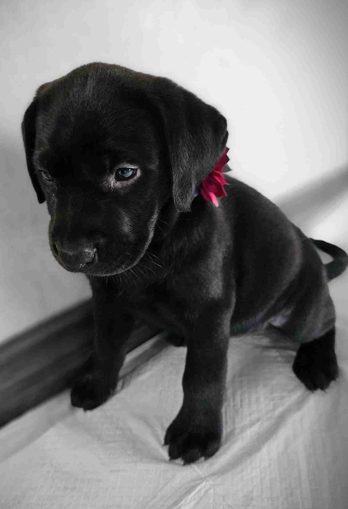 Labrador Retriever Puppies breeder image 27