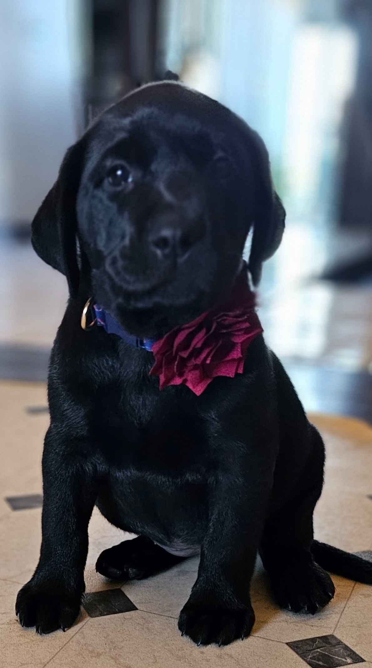 Labrador Retriever Puppies breeder image 30