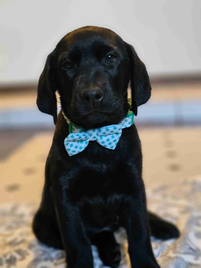 Labrador Retriever Puppies media 2