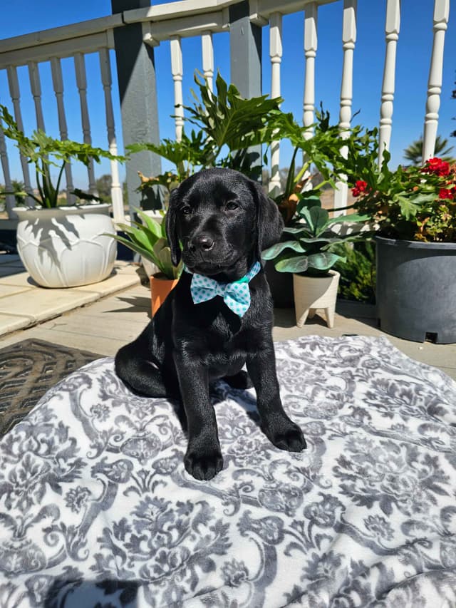 Labrador Retriever Puppies media 3