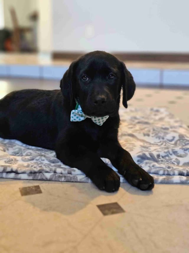 Labrador Retriever Puppies media 4