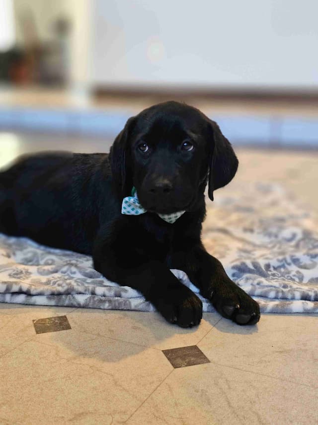 Labrador Retriever Puppies media 5