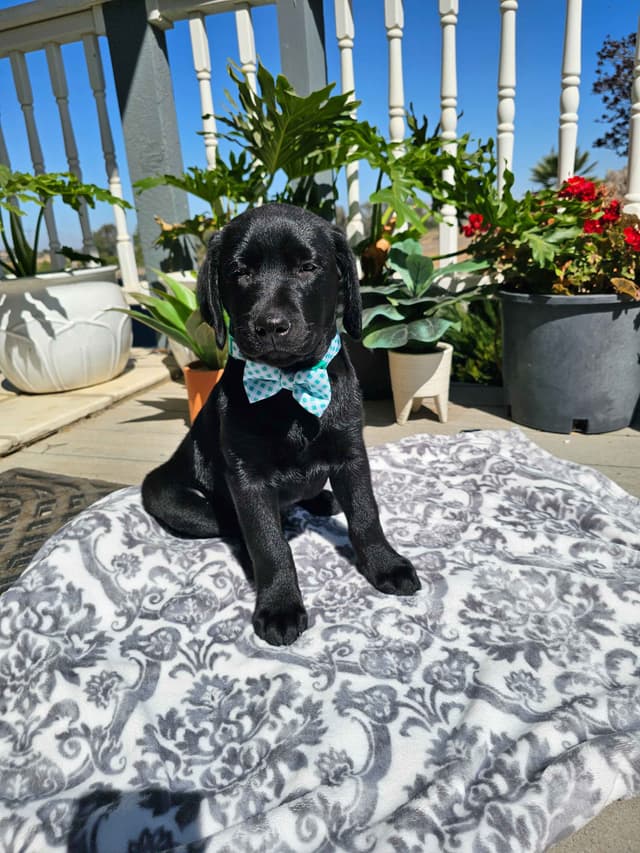 Labrador Retriever Puppies media 6