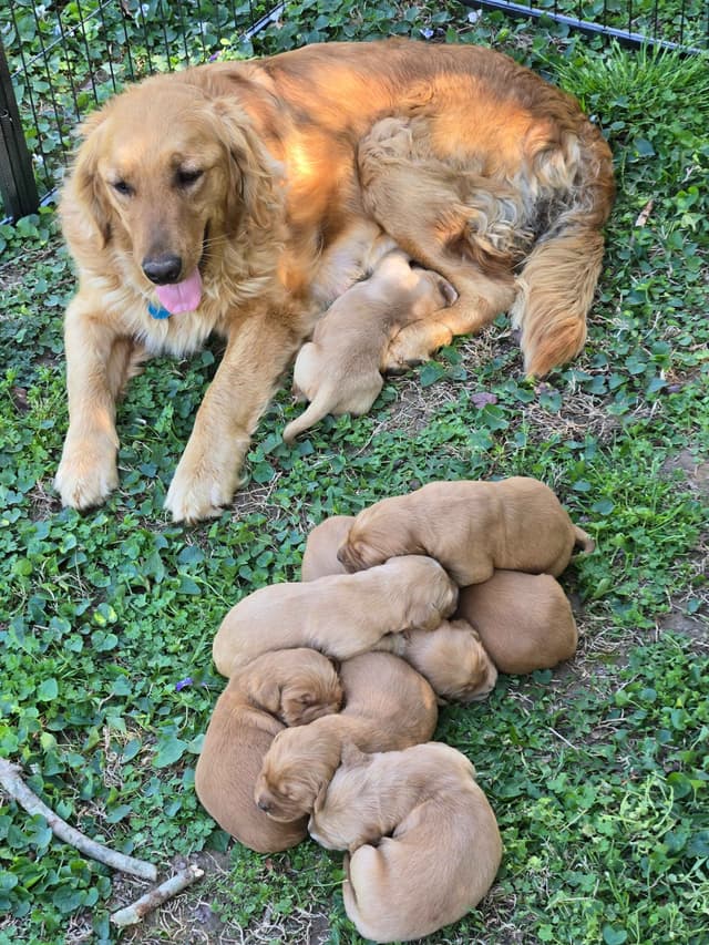 MartyJansAKC Golden Retriever Puppies media 2