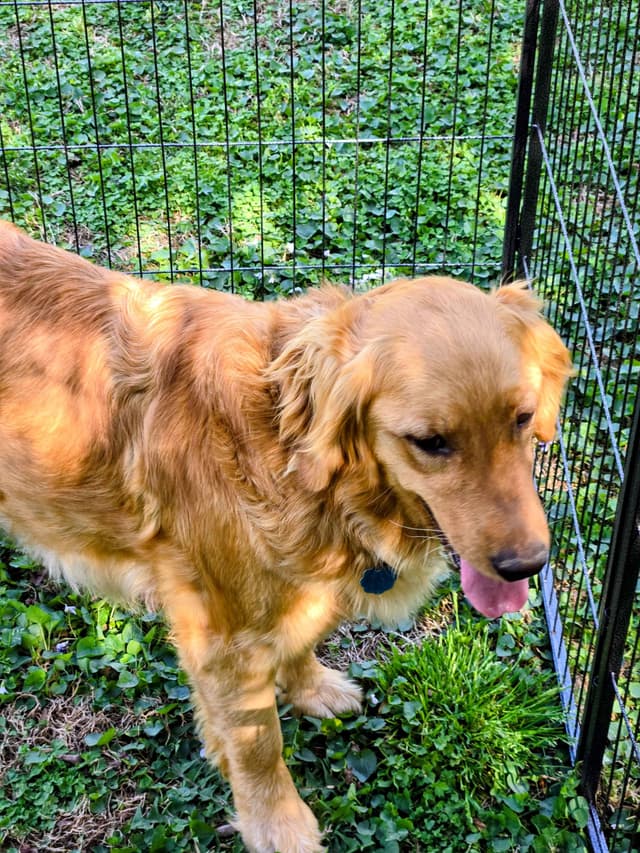MartyJansAKC Golden Retriever Puppies media 3