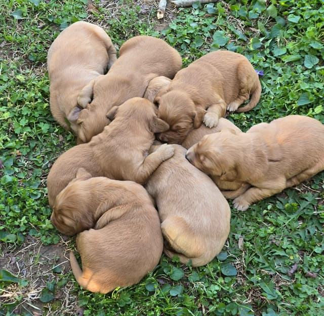 MartyJansAKC Golden Retriever Puppies media 4