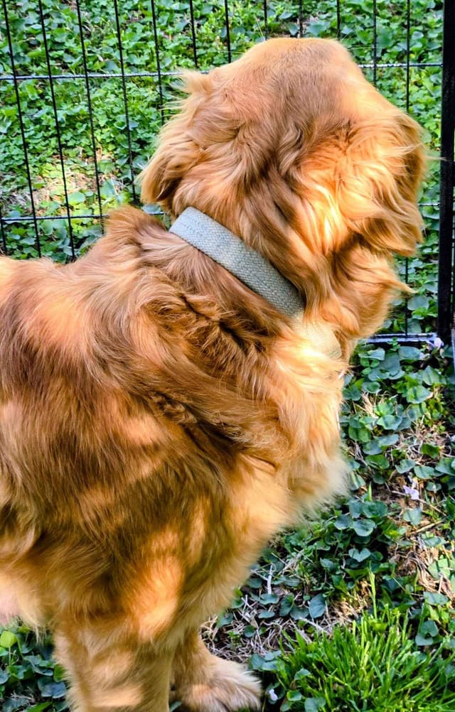 MartyJansAKC Golden Retriever Puppies media 5