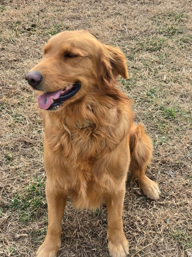 MartyJansAKC Golden Retriever Puppies media 7