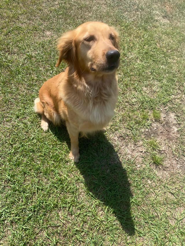 Bush Branch Goldens media 2