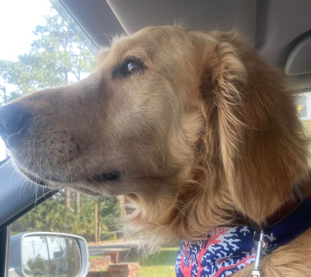 Bush Branch Goldens media 3
