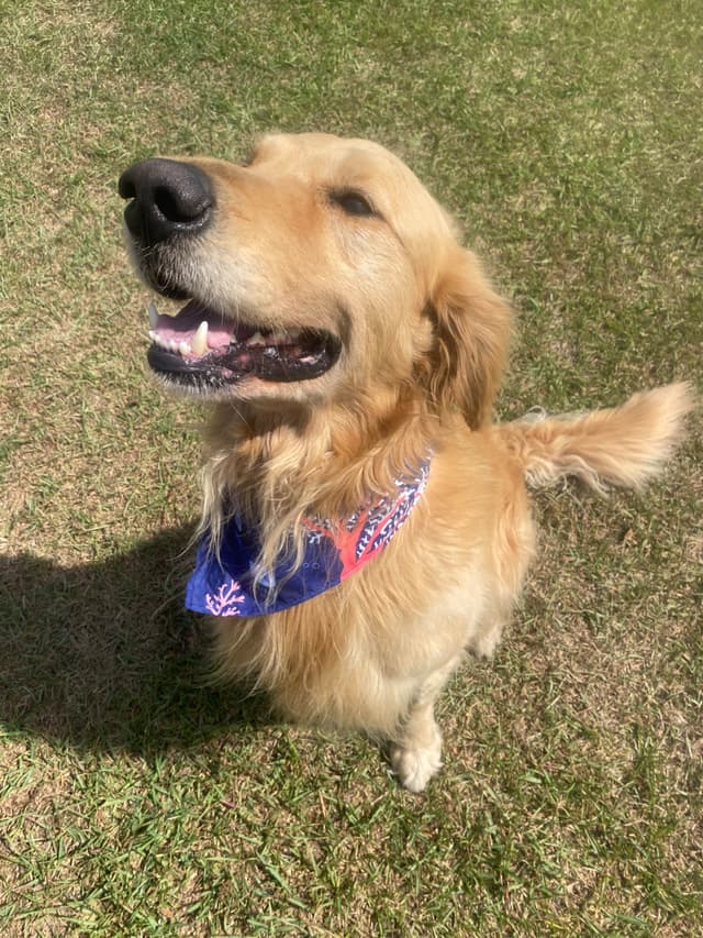 Bush Branch Goldens media 4
