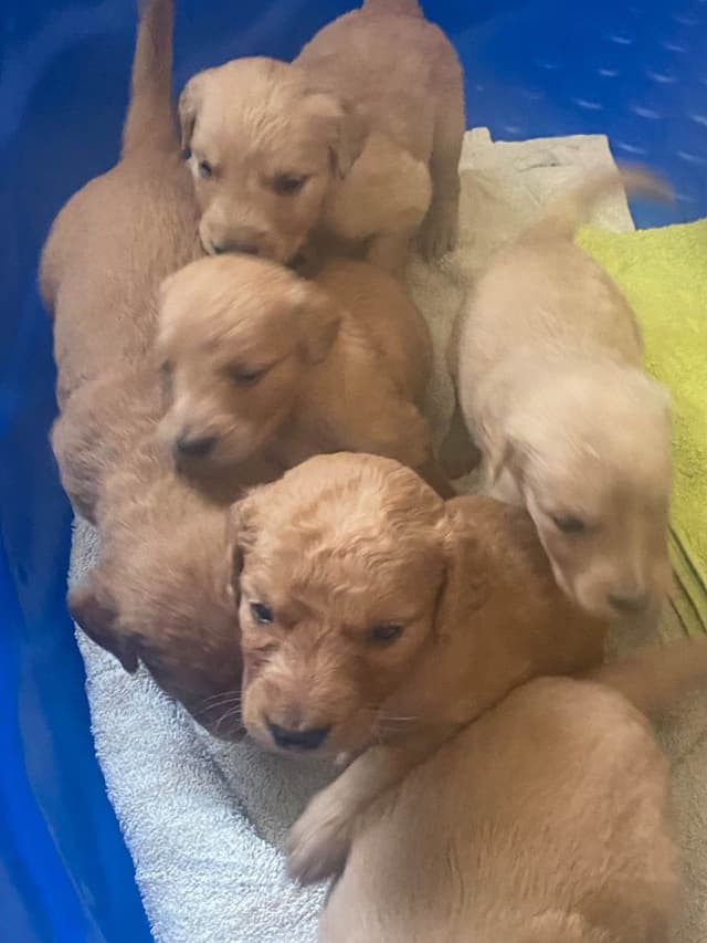 Bush Branch Goldens media 7